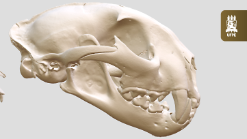 UFPE desenvolve catálogo inédito de modelos 3D de mamíferos brasileiros